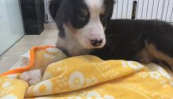 バーニーズ・マウンテン・ドッグ