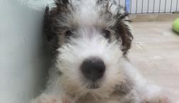 ワイヤーフォックステリア