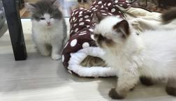 仲良し猫ちゃん