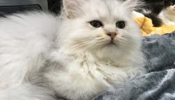 ふわふわペルシャくん♡