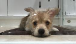 シュナコーギー