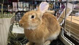 ジャイアントうさぎちゃん♡