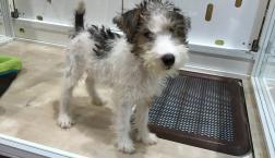 ワイヤーちゃん♡