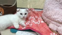 貴重なマンチカン君