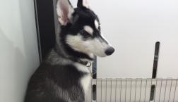 ハスキーちゃん