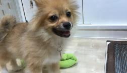 マルポメくん♡