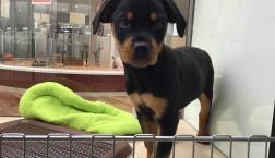 ロットワイラーちゃん