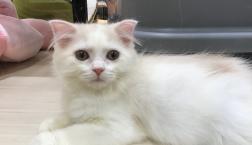 スコティッシュフォールド♡