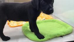 まっくろラブラドールくん