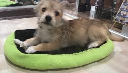 シュナコーギーくん