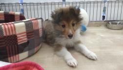 シェルティちゃん