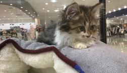 キンカローくん