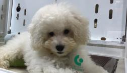 ホワイトトイプーくん♪