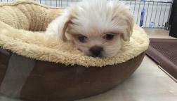 ラサアプソくん♪