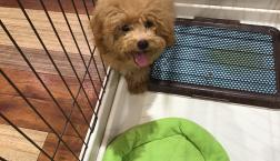 マルプーちゃん