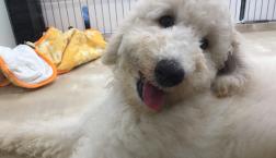 スタンダードプードルくん