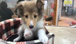 シェットランドシープドッグ