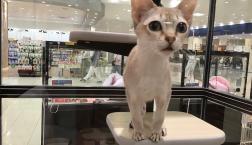 シンガプーラくん