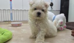 マルチーズくん♪