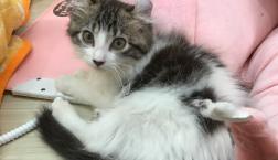 アメリカンカール