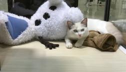 ラグドールくん