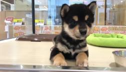 黒シバくん⭐︎