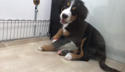 バーニーズ・マウンテン・ドッグ