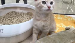 スコティッシュフォールド