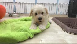 シュナプーちゃん