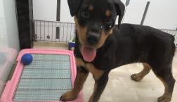 ロットワイラー