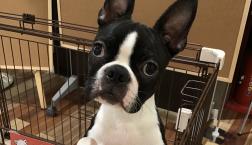 ボストンテリア君