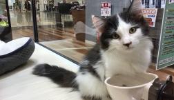 サイベリアンくん♪