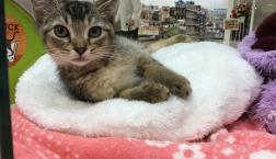 アビマンチちゃん♪