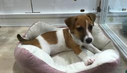 ジャックラッセルテリアちゃん