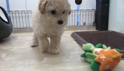 クリームトイプーちゃん