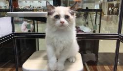 ラグドールくん☺︎