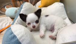 可愛いちびすけくん♡