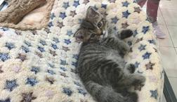 激かわ♡超短足マンチカン