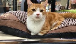 デレデレマンチカン