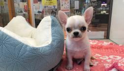 ちびちびチワワ♡