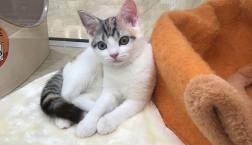 スコティッシュフォールド