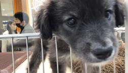 珍しい大型mix犬♡