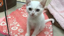 オッドアイのマンチカン