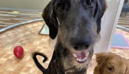 スタンプサルーキー♡