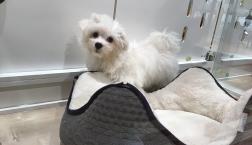 マルチーズくん♪