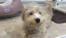 シュナプーちゃん