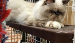 ヒマラヤンちゃん