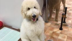 スタンプーくん♂