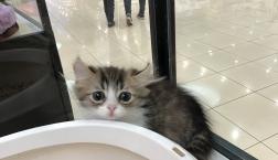 キンカローちゃん♡