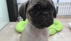 大人気のパグちゃん♡♡♡